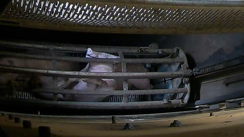 Pigs pushing their head through the bars of the gondola inside the gas chamber at Corowa Slaughterhouse