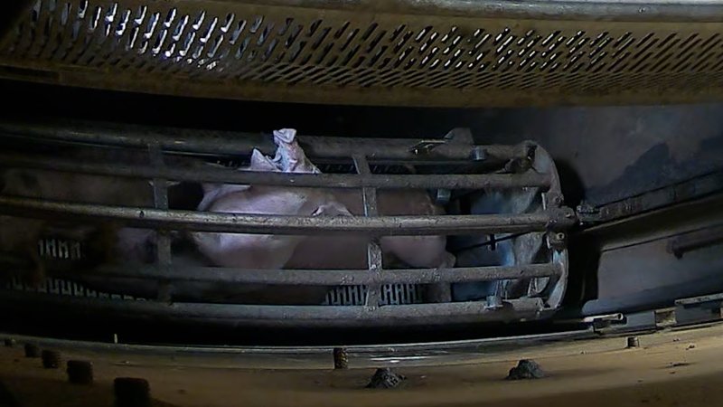 Pigs pushing their head through the bars of the gondola inside the gas chamber at Corowa Slaughterhouse