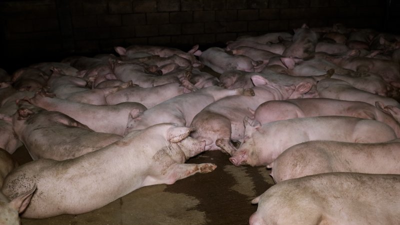 Pigs in the holding pens at Corowa Slaughterhouse