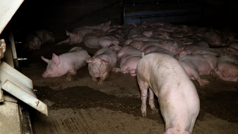 Pigs in the holding pens at Corowa Slaughterhouse