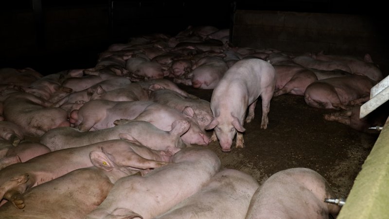 Pigs in the holding pens at Corowa Slaughterhouse