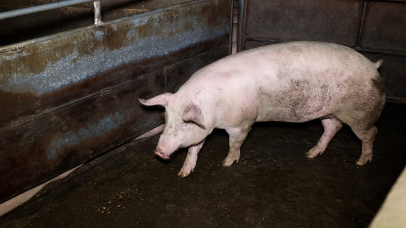 Pig in the holding pens at Corowa Slaughterhouse