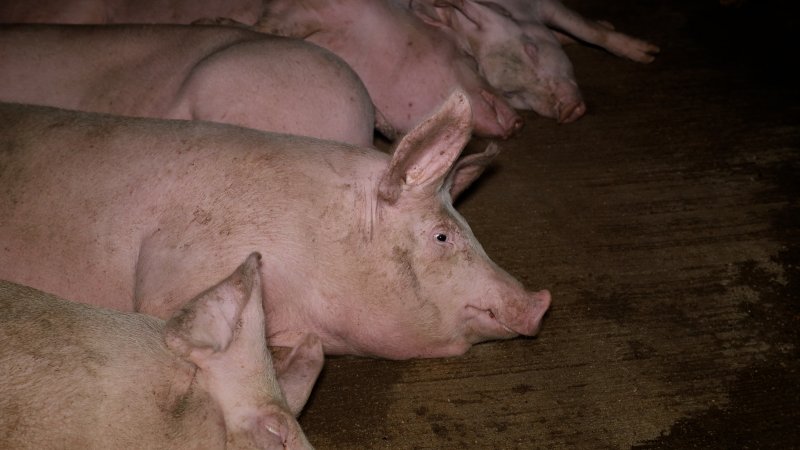 Pig in the holding pens at Corowa Slaughterhouse