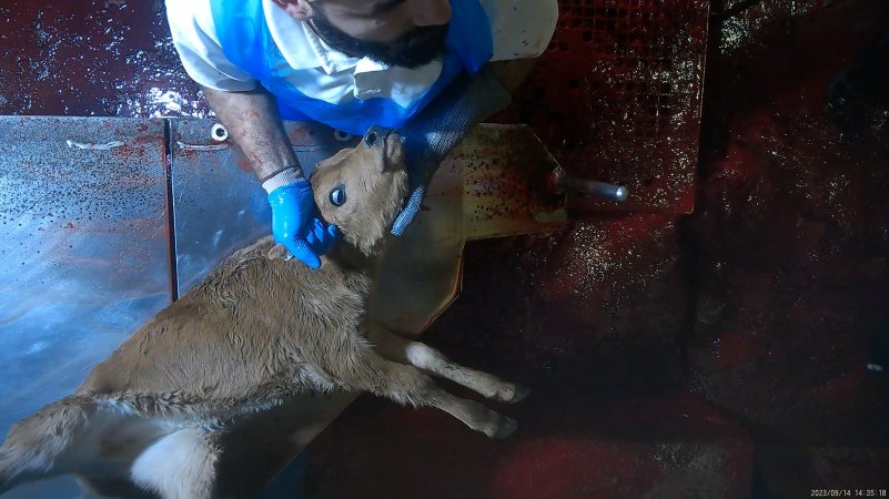 Calf on kill table