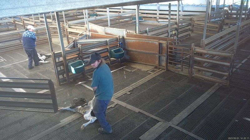 Calf dragged through holding pen