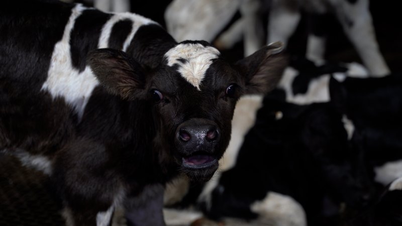 Bobby calf in slaughterhouse holding pens