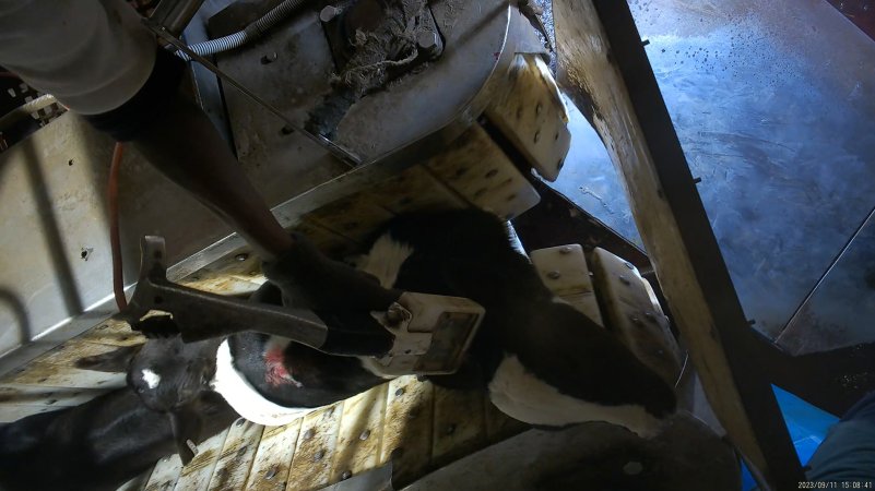 Calf in stunning restraint