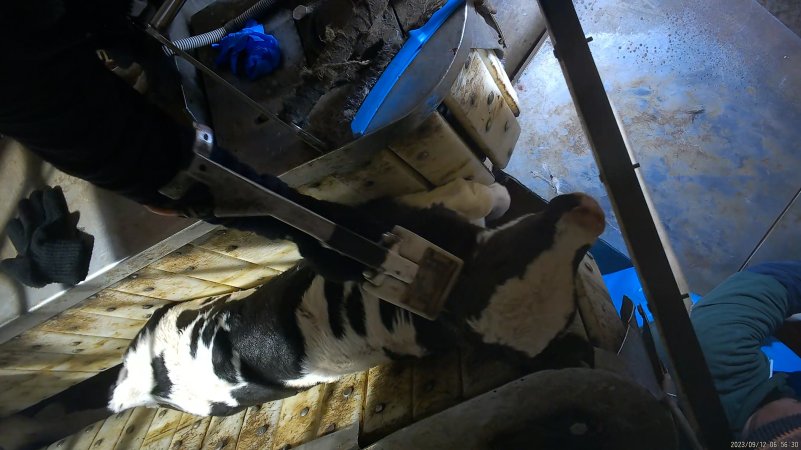 Calf in stunning restraint