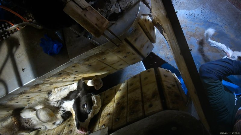 Calf in stunning restraint