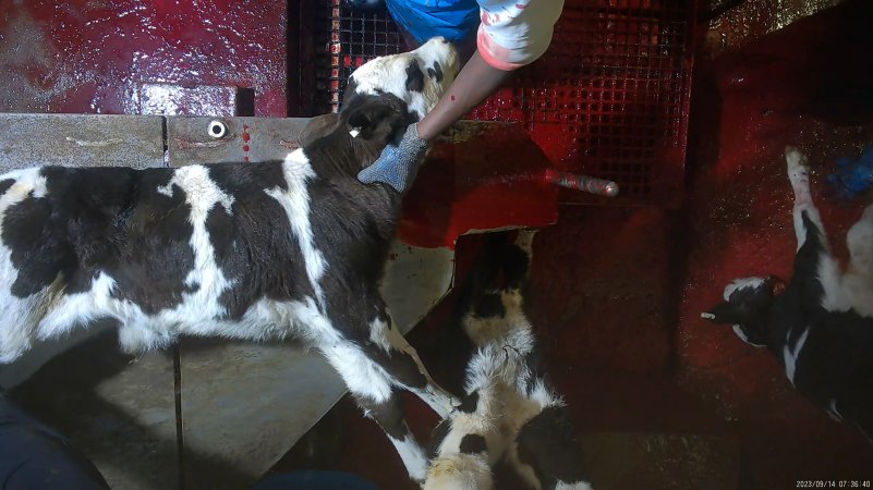 Conscious calf on sticking table