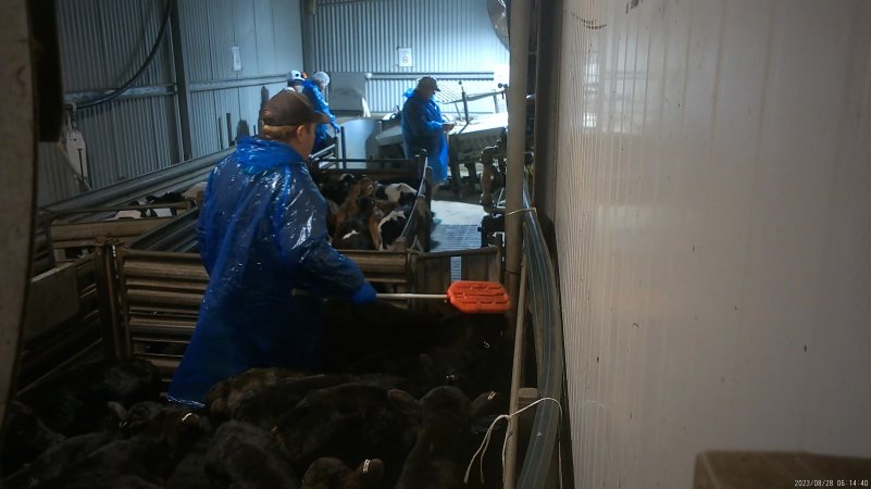 Worker using a paddle on calves in the race