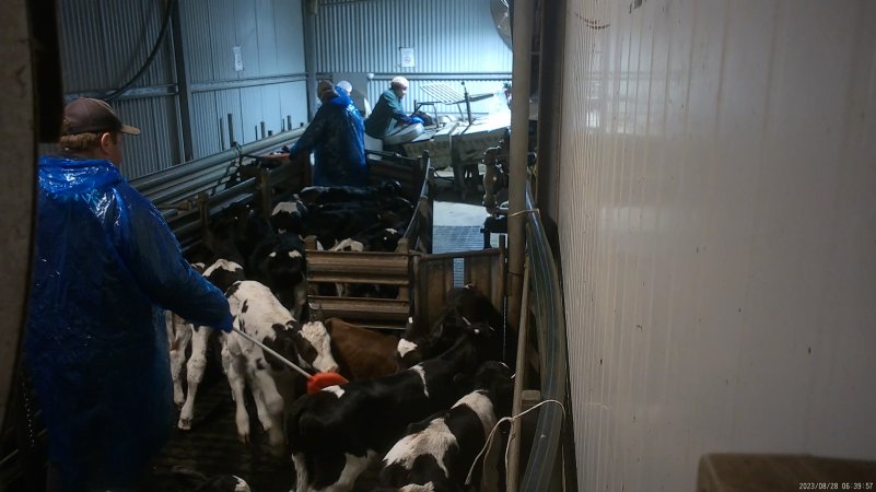 Worker using a paddle on calves in the race