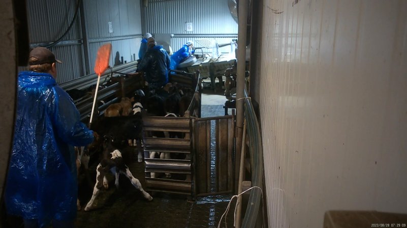 Worker uses a paddle on a weak bobby calf