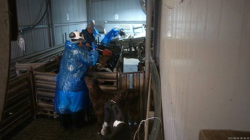 A bobby calf sniffs at a worker while awaiting slaughter