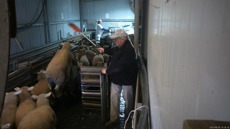 A sheep jumps as a worker uses a paddle to hit them in the race