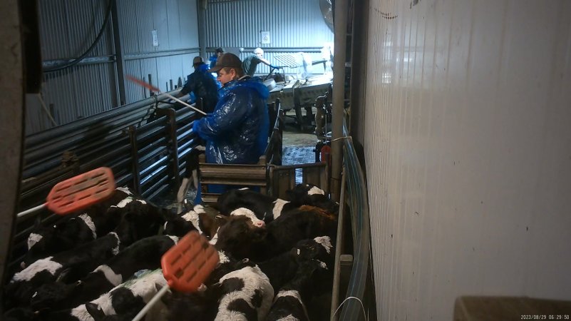 Calves forced into the race with paddles