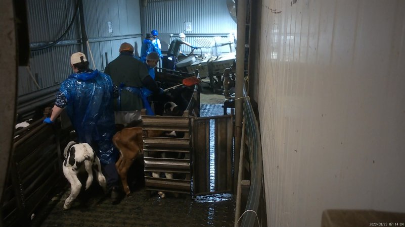 A worker forces two sheep through the gate into the race