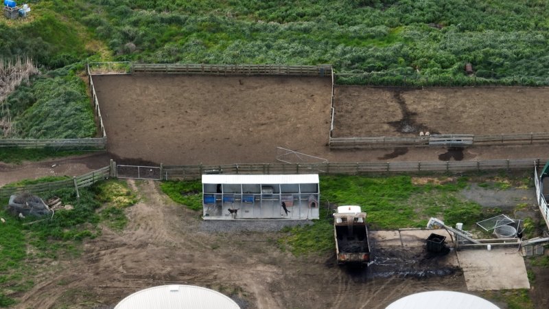 Drone footage of dogs in cages