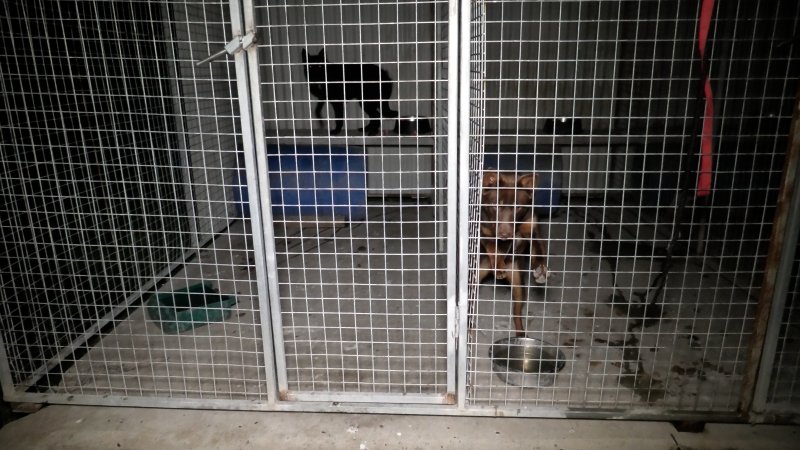 Dogs are kept in concrete cages overnight