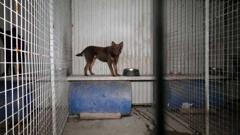 Dogs are kept in concrete cages overnight