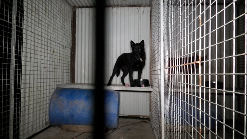 Dogs are kept in concrete cages overnight