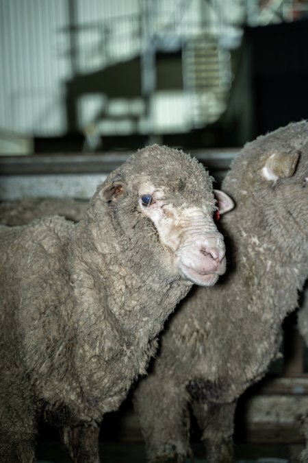 Sheep in holding pen