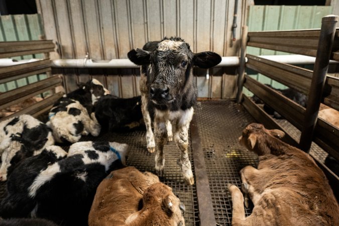 Bobby calf in holding pen