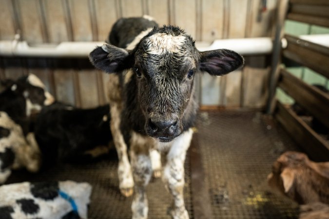 Bobby calf in holding pen