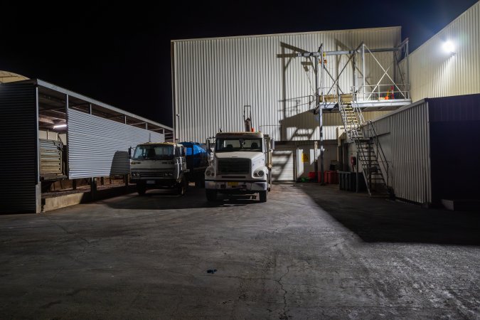 View of offal truck, holding pens and kill room