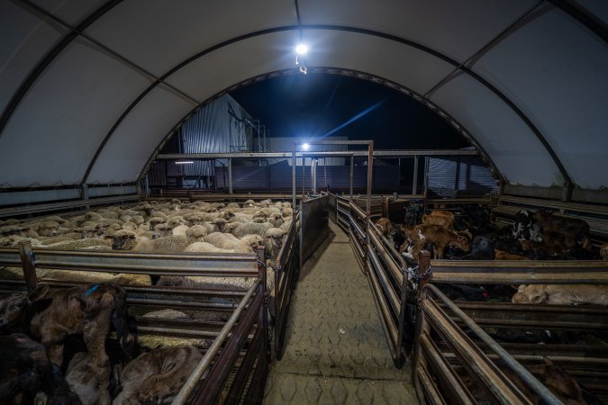 Sheep and bobby calves in holding pens