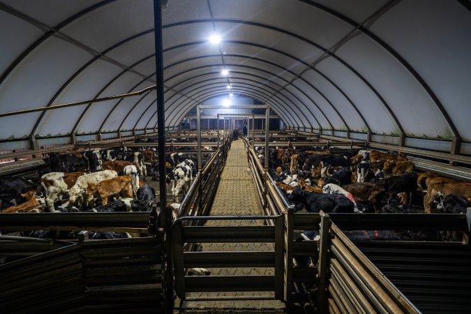 Bobby calves in holding pens