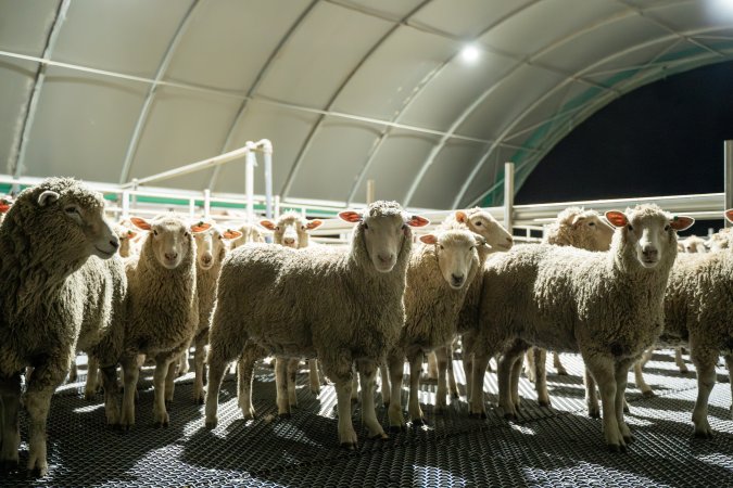 Sheep in the holding pens