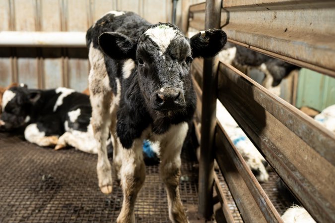 Bobby calf in holding pen