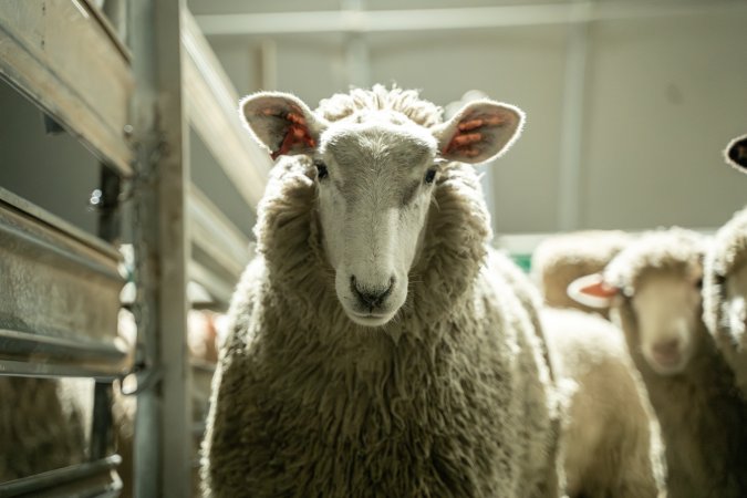 Sheep in holding pen