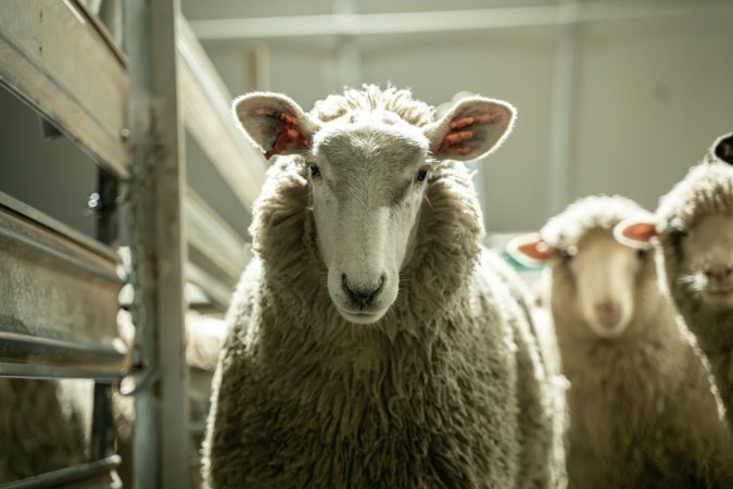 Sheep in holding pen