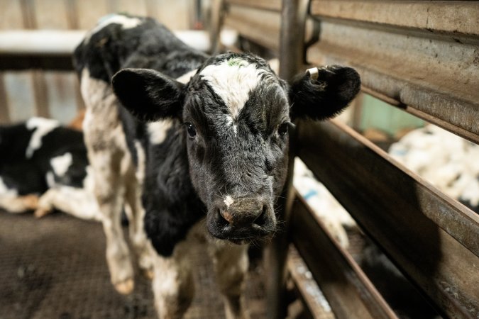 Bobby calf in holding pen