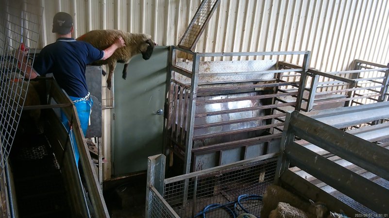 A sheep jumps from the race