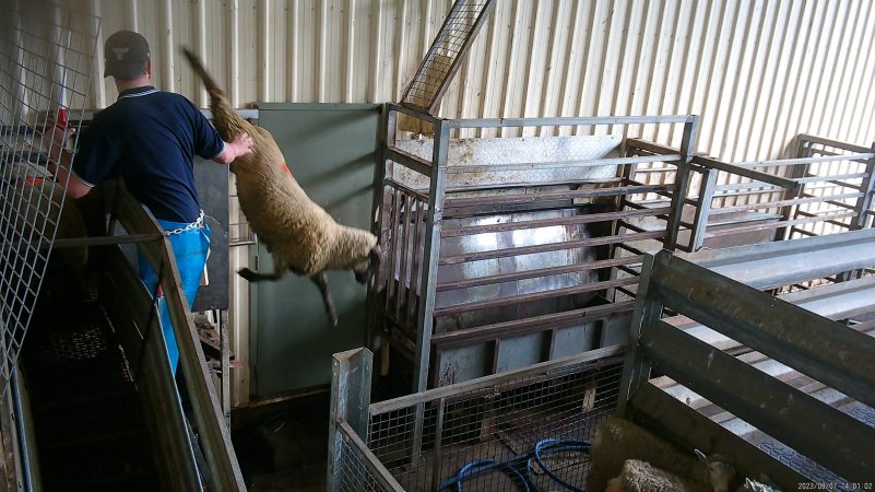 A sheep jumps from the race