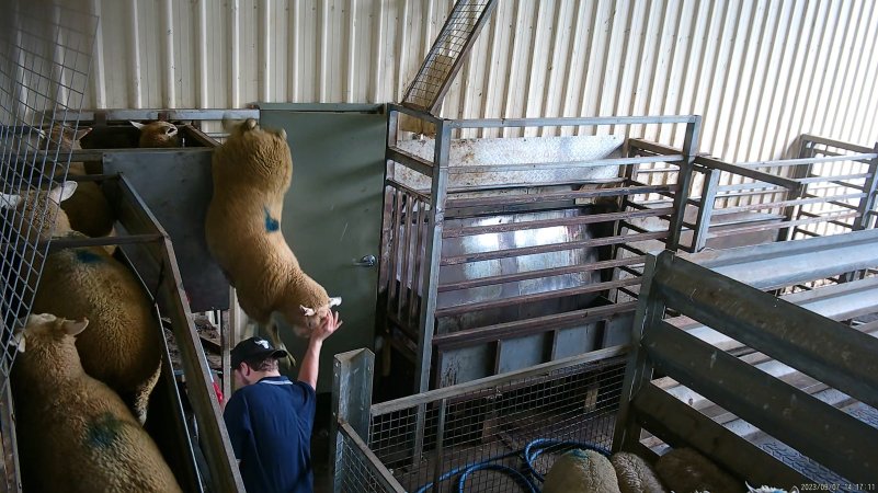 A sheep jumps from the race