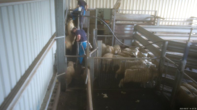 A worker headbutts a sheep