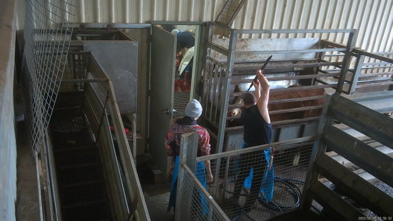 A cow being shot with a rifle