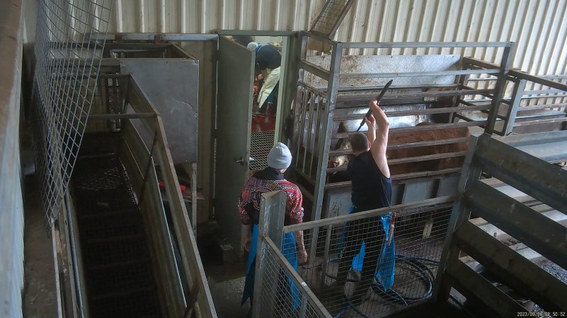 A cow being shot with a rifle