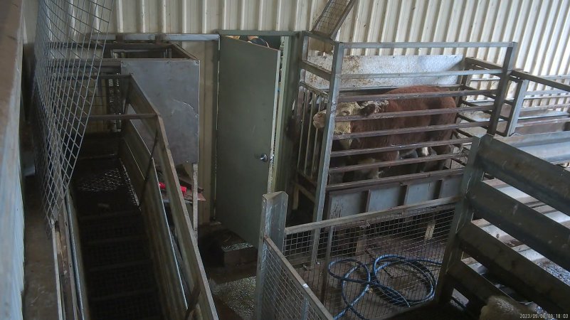 A cow displaying signs of consciousness after being shot