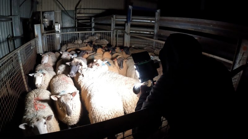 An investigator photographs a pen of sheep