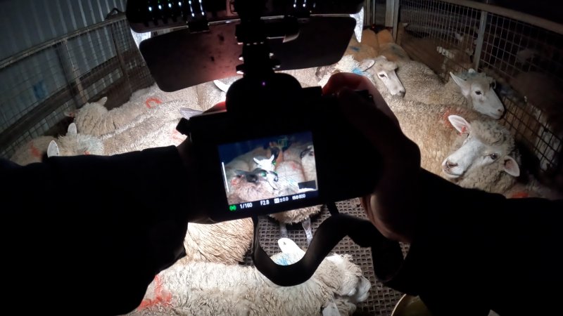 An investigator photographs a pen of sheep