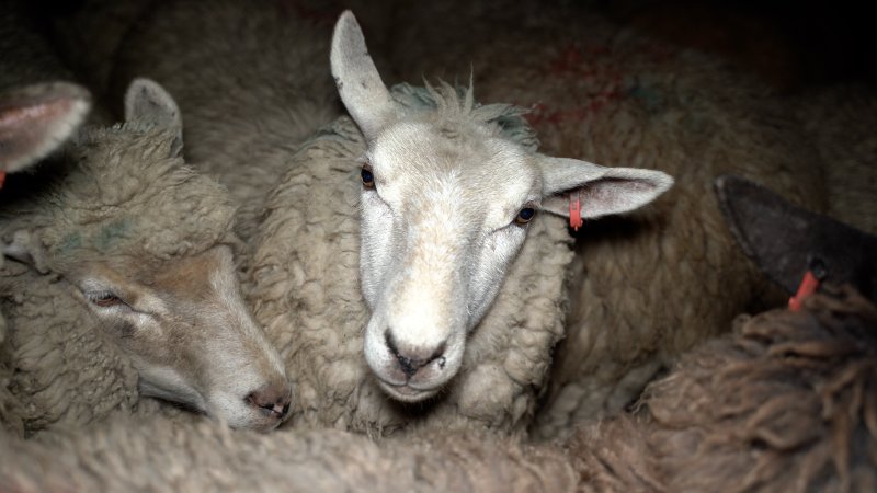 A sheep in the holding pen