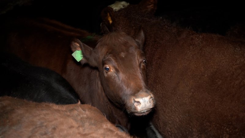 Cows in the holding pens