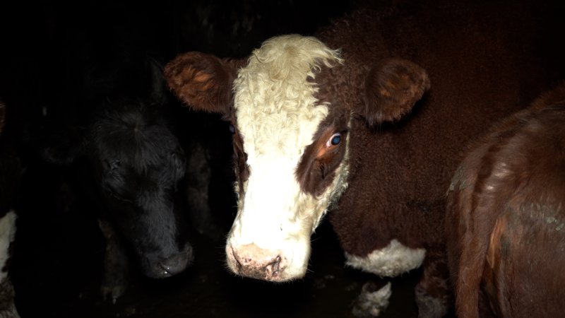 Cows in the holding pens