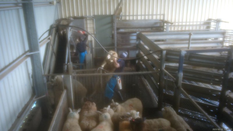 A worker violently slams a sheep into the ground