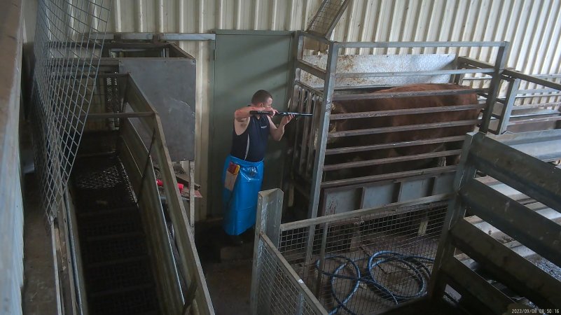 A worker shoots a cow with a rifle